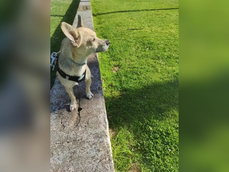 Rick, mag Katzen und Hundekumpels