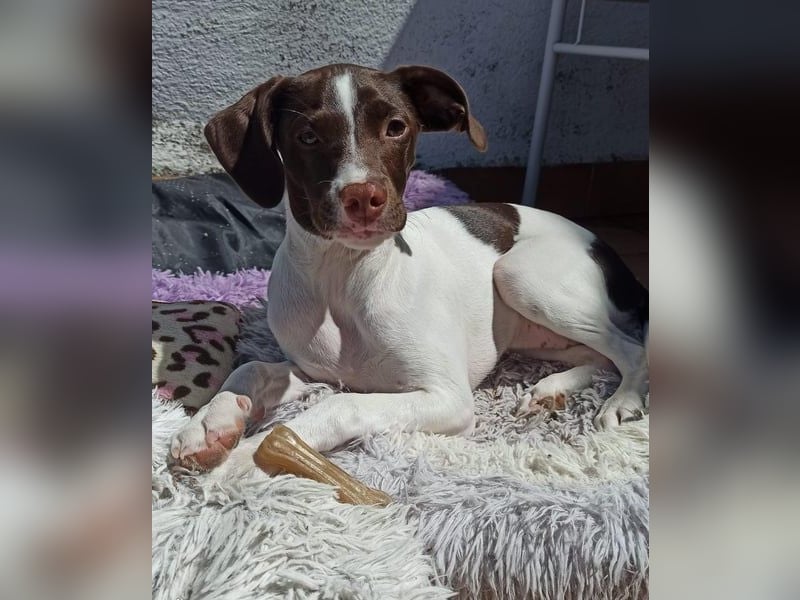 Duna - fröhliches Hundekind mit ganz viel Liebe im Gepäck