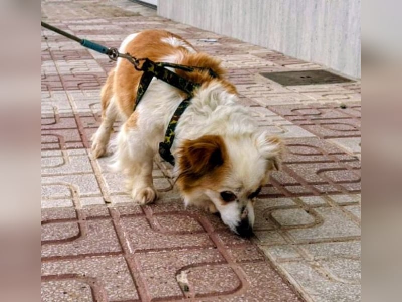 Lana ,kleine Herzenshündin mit fluffigen Öhrchen sucht dringend ihr Zuhause