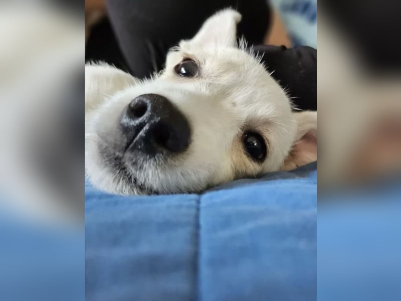 Copito sucht seine Für Immer Familie!