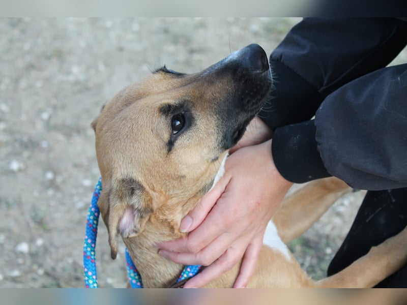 Lena, eine freundliche kleine Hündin