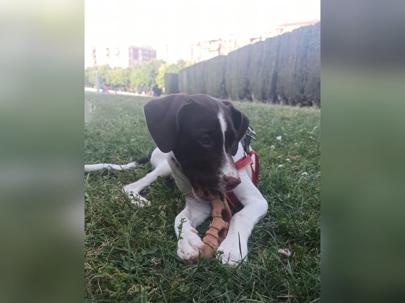 Duna - fröhliches Hundekind mit ganz viel Liebe im Gepäck
