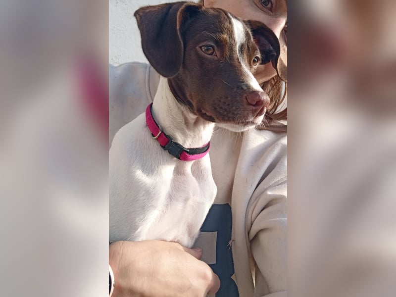 Duna - fröhliches Hundekind mit ganz viel Liebe im Gepäck