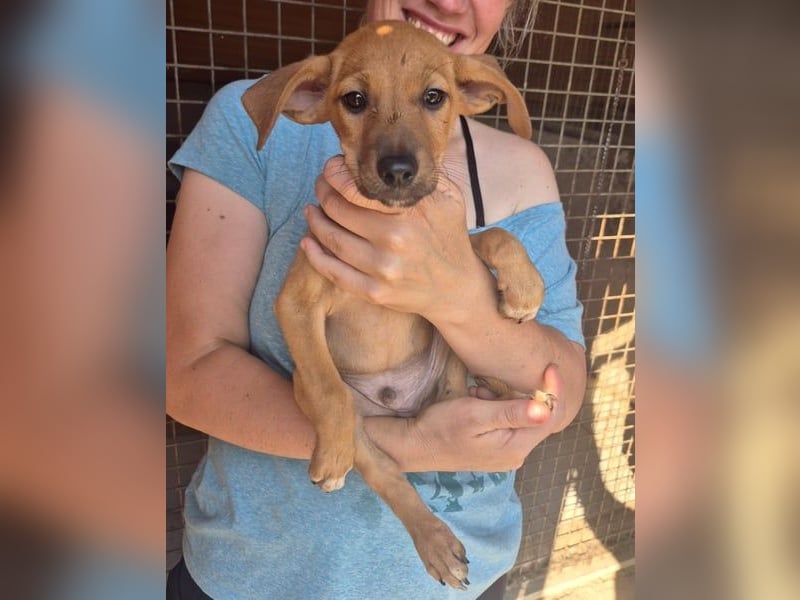 Fuet , kleiner Hundejunge möchte lernen, den Menschen zu vertrauen