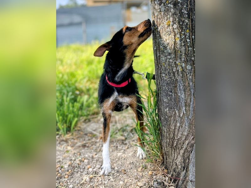 Heidi - dreifarbige Herzenshündin mit besonderem Charme sucht ihre Chance
