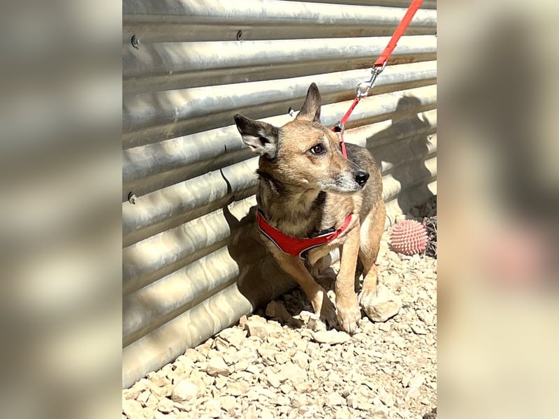 Leon, wartet seit 6 Jahren auf ein Zuhause Leon, wartet seit 6 Jahren auf ein Zuhause