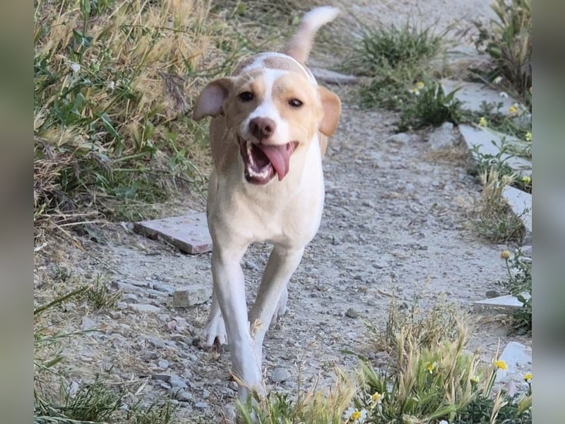 Lola - kleine Lachmaus  sucht ihr großes Glück