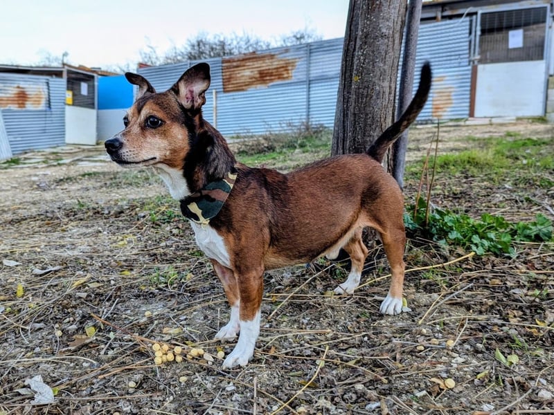 Turbo, hat seine Familie verloren