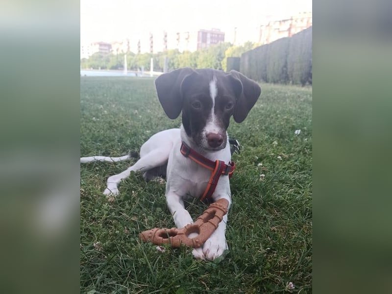 Duna - fröhliches Hundekind mit ganz viel Liebe im Gepäck