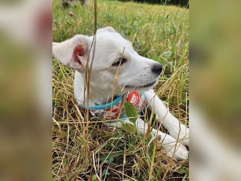 Copito sucht seine Für Immer Familie!