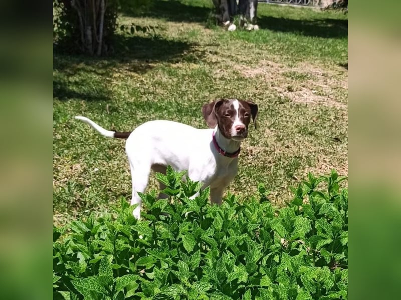 Duna - fröhliches Hundekind mit ganz viel Liebe im Gepäck
