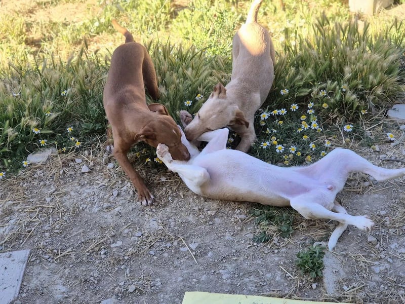 Lola, soll nicht im Tierheim aufwachsen
