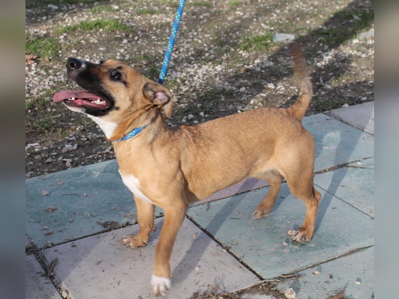 Lena, eine freundliche kleine Hündin