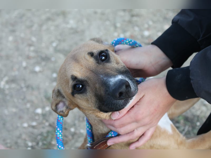 Lena, eine freundliche kleine Hündin