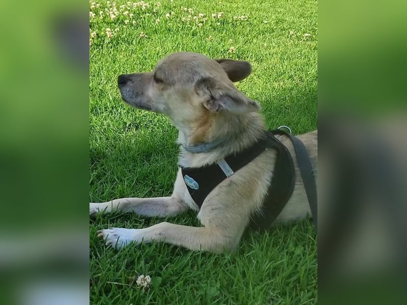 Rick, mag Katzen und Hundekumpels
