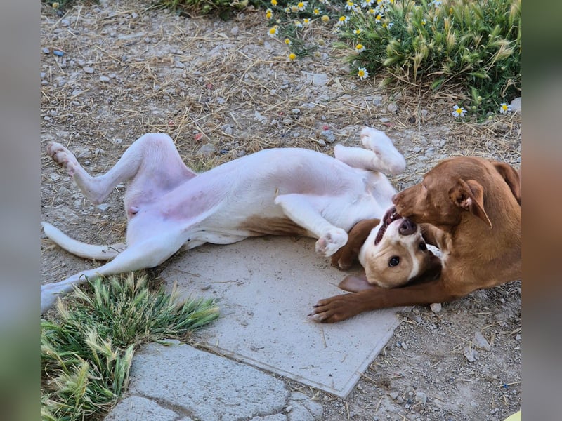 Lola - kleine Lachmaus  sucht ihr großes Glück