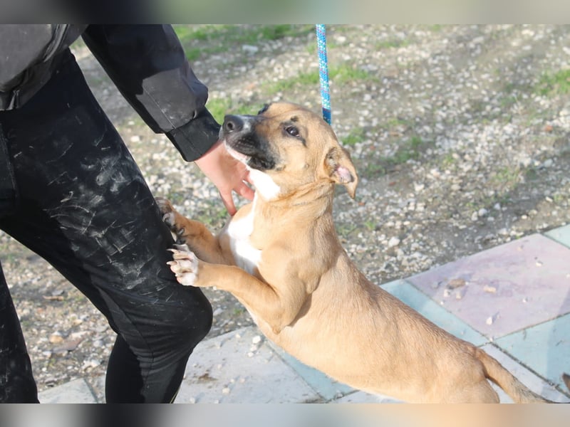 Lena, eine freundliche kleine Hündin