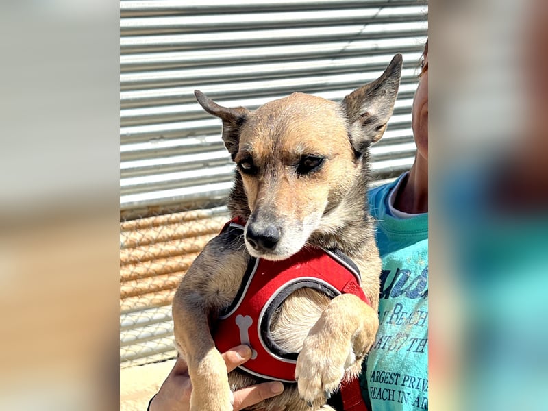 Leon, wartet seit 6 Jahren auf ein Zuhause Leon, wartet seit 6 Jahren auf ein Zuhause