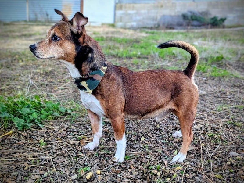 Turbo, hat seine Familie verloren
