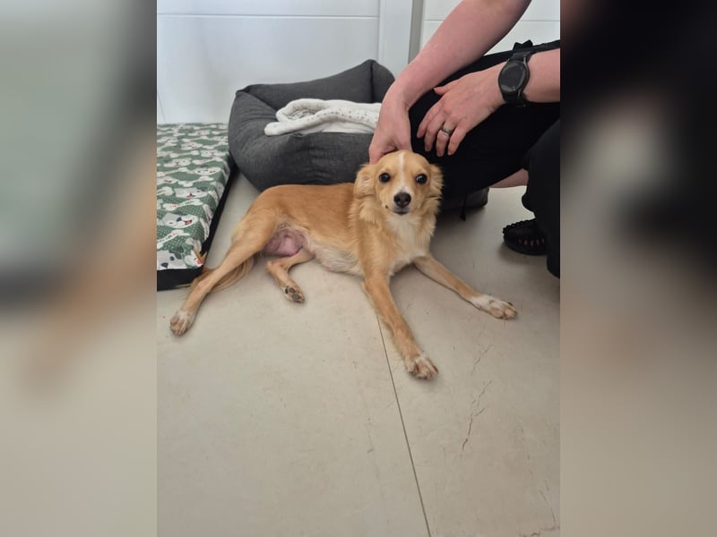 Wanda,Kleine Herzensbrecherin mit großem Mama-Herz sucht ihr Glück!