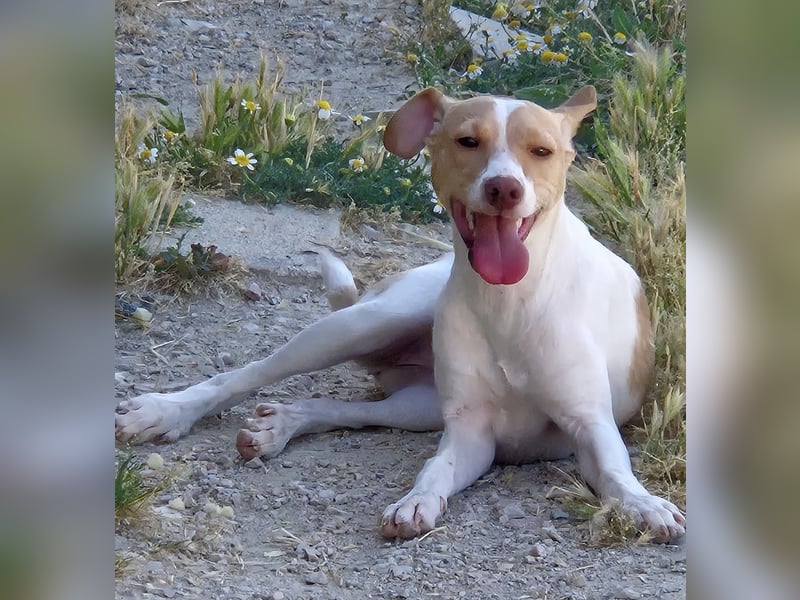 Lola - kleine Lachmaus  sucht ihr großes Glück