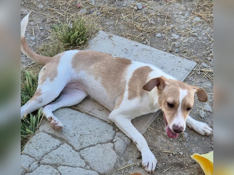 Lola, soll nicht im Tierheim aufwachsen