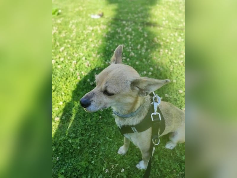 Rick, mag Katzen und Hundekumpels