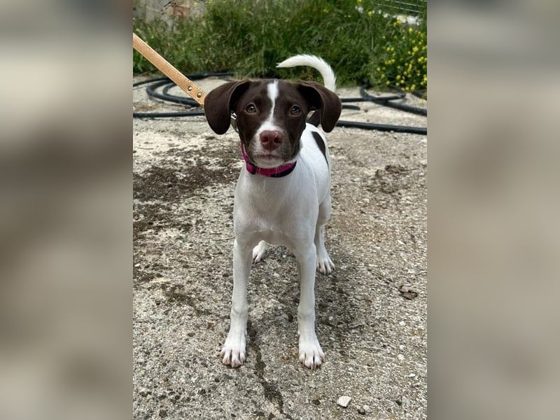 Duna - fröhliches Hundekind mit ganz viel Liebe im Gepäck