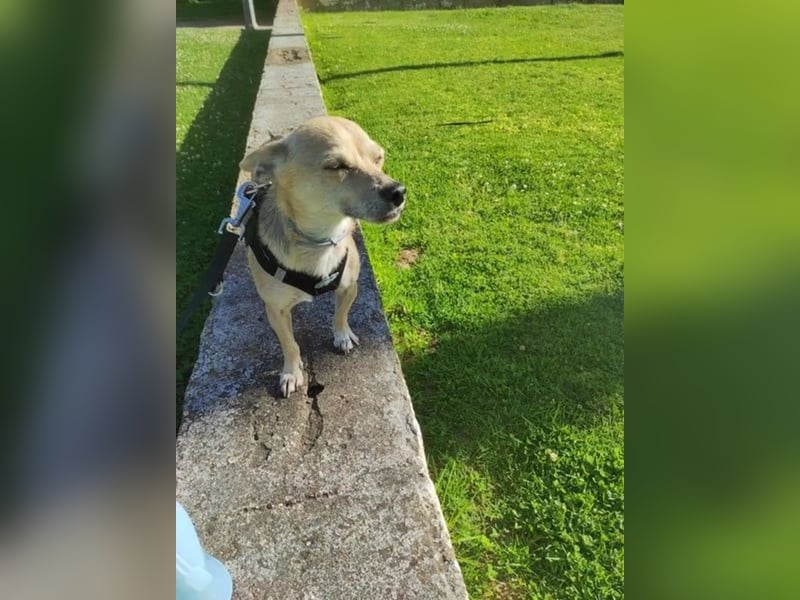 Rick, mag Katzen und Hundekumpels