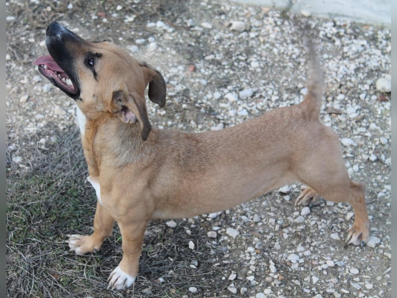 Lena, eine freundliche kleine Hündin