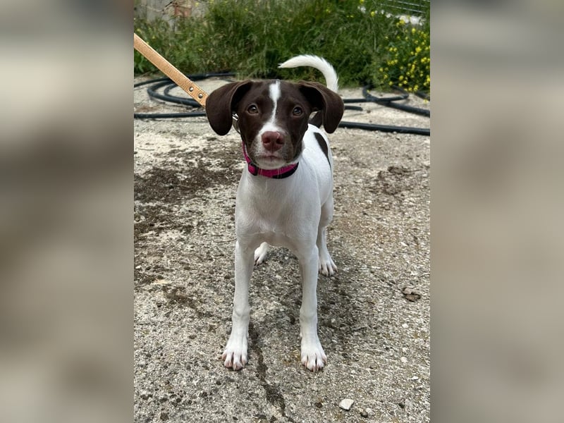 Duna - fröhliches Hundekind mit ganz viel Liebe im Gepäck