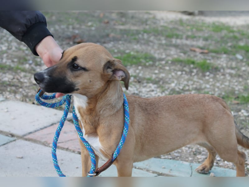 Lena, eine freundliche kleine Hündin