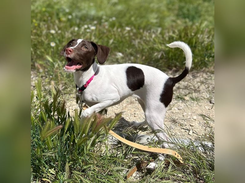 Duna - fröhliches Hundekind mit ganz viel Liebe im Gepäck