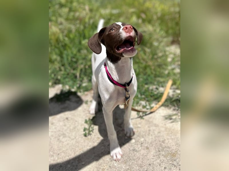 Duna - fröhliches Hundekind mit ganz viel Liebe im Gepäck