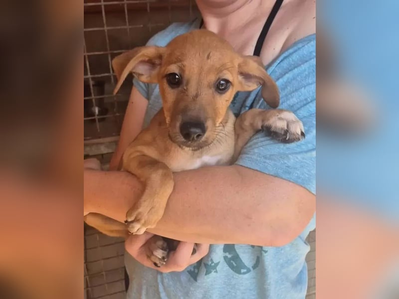 Fuet - kleiner Hundejunge möchte lernen, den Menschen zu vertrauen