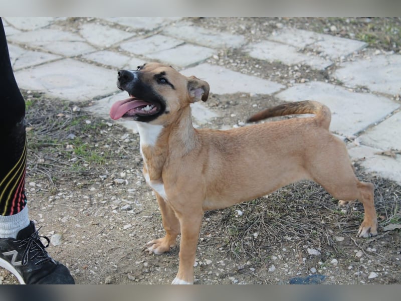 Lena, eine freundliche kleine Hündin