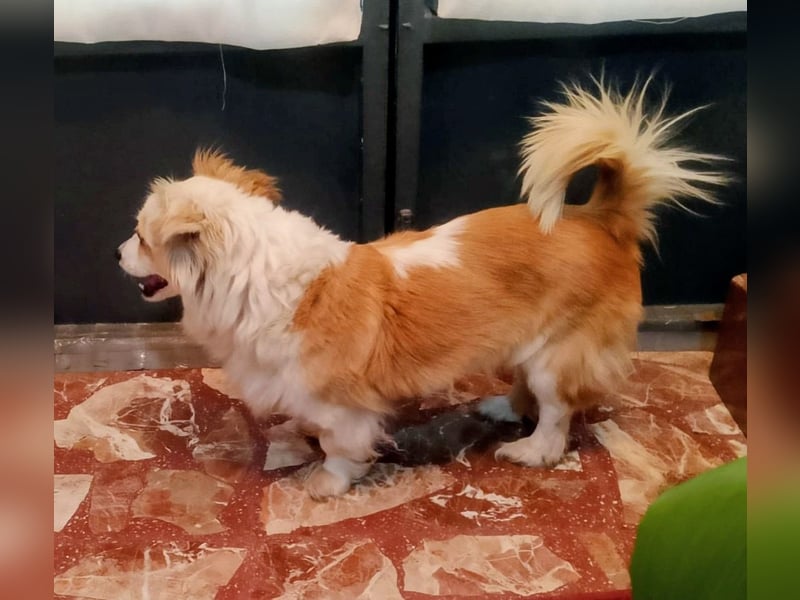 Lana ,kleine Herzenshündin mit fluffigen Öhrchen sucht dringend ihr Zuhause