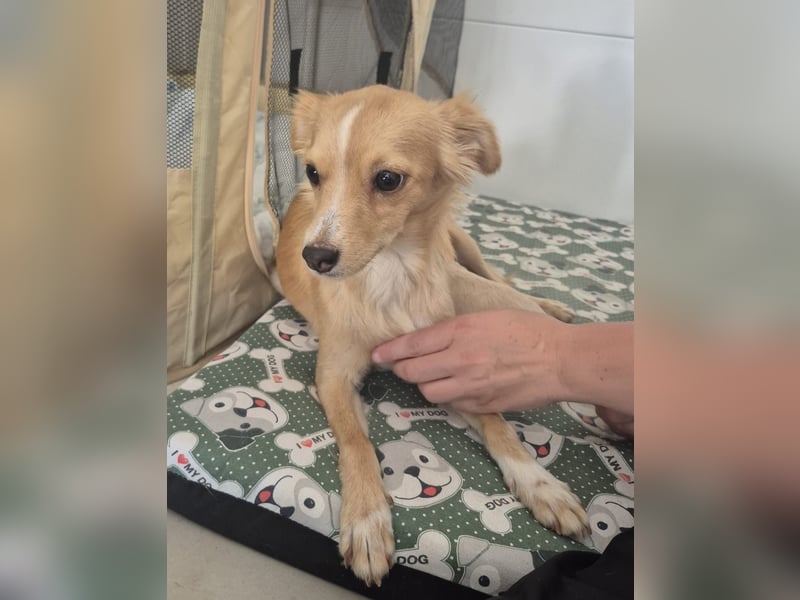 Wanda,Kleine Herzensbrecherin mit großem Mama-Herz sucht ihr Glück!