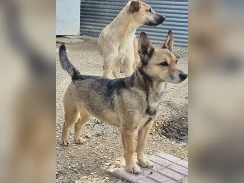 Leon, wartet seit 6 Jahren auf ein Zuhause Leon, wartet seit 6 Jahren auf ein Zuhause