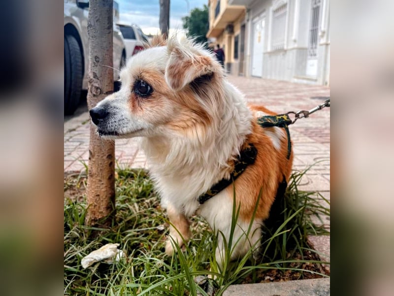 Lana ,kleine Herzenshündin mit fluffigen Öhrchen sucht dringend ihr Zuhause