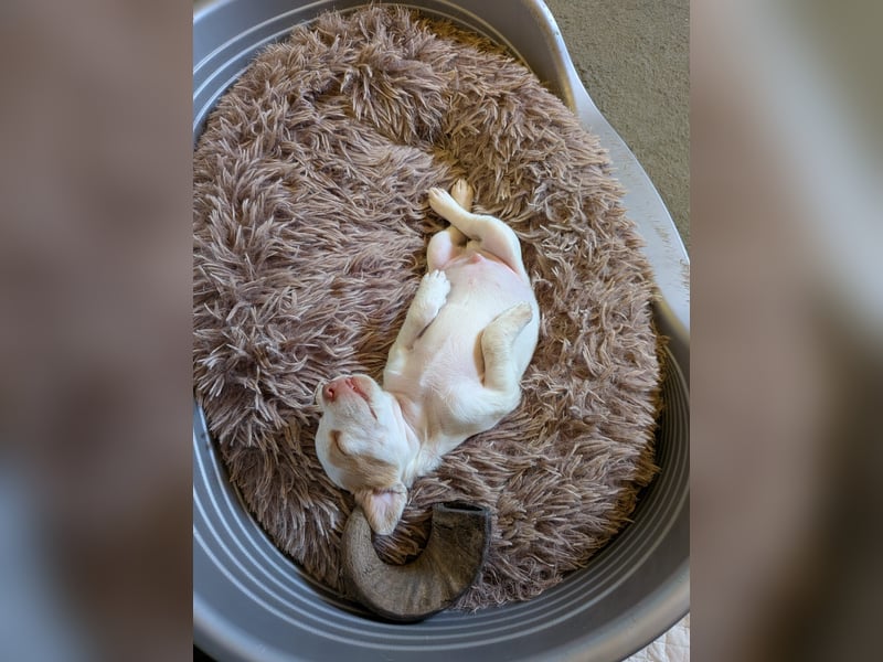 Peanut , kleines Flaschenkind sucht großes Glück