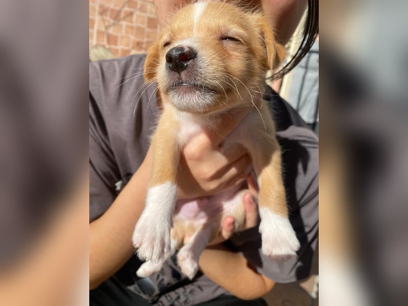 Enzo - kleiner Sonnenschein auf vier Pfoten sucht sein großes Glück