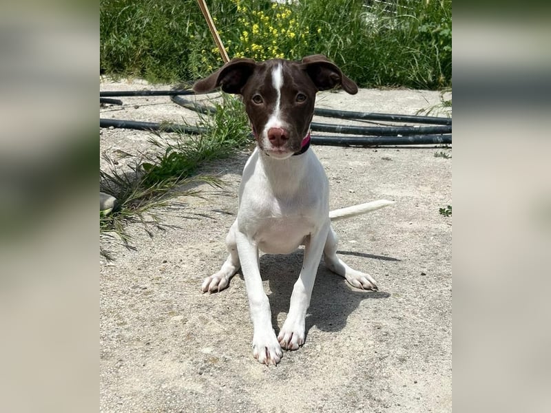 Duna - fröhliches Hundekind mit ganz viel Liebe im Gepäck