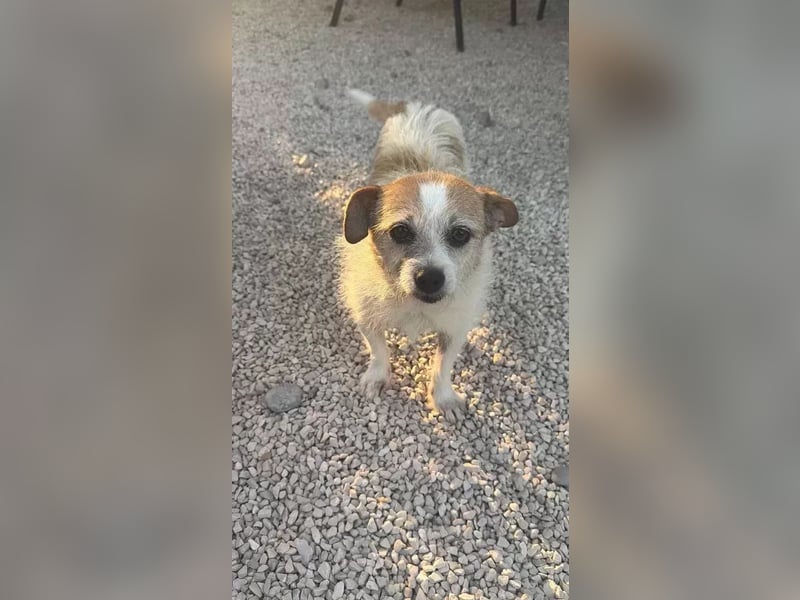 Pitufa, kleine Schlumpfine sucht ein ruhiges Zuhause