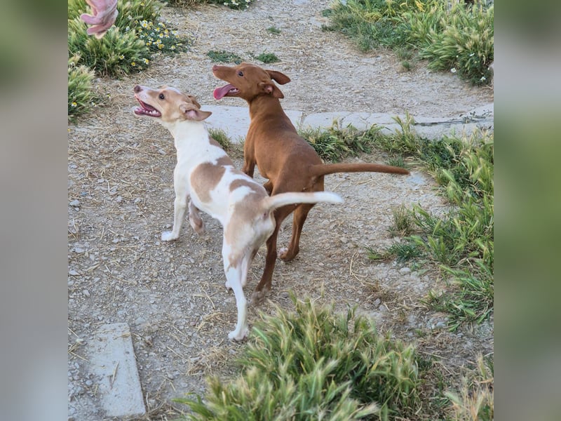 Lola - kleine Lachmaus  sucht ihr großes Glück
