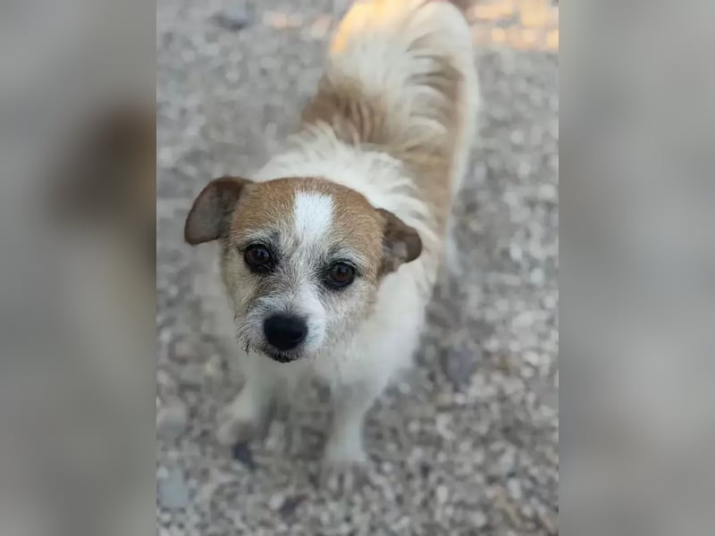Pitufa, kleine Schlumpfine sucht ein ruhiges Zuhause
