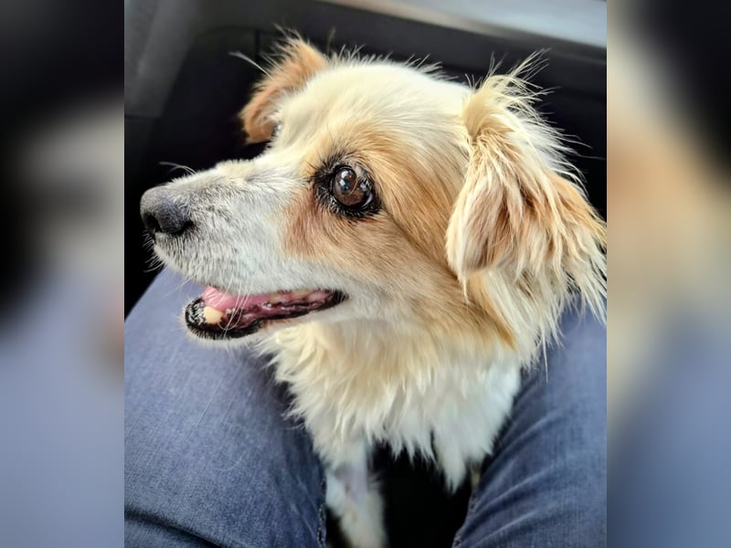 Lana ,kleine Herzenshündin mit fluffigen Öhrchen sucht dringend ihr Zuhause