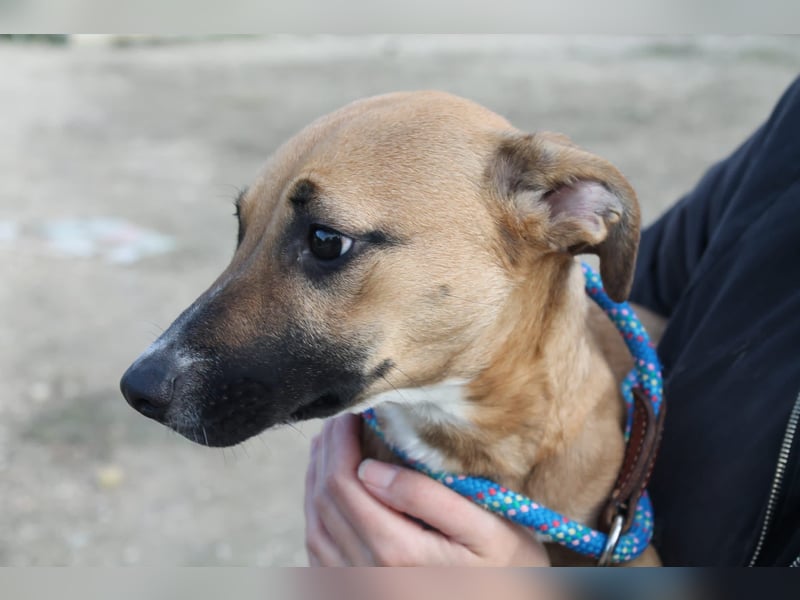 Lena, eine freundliche kleine Hündin