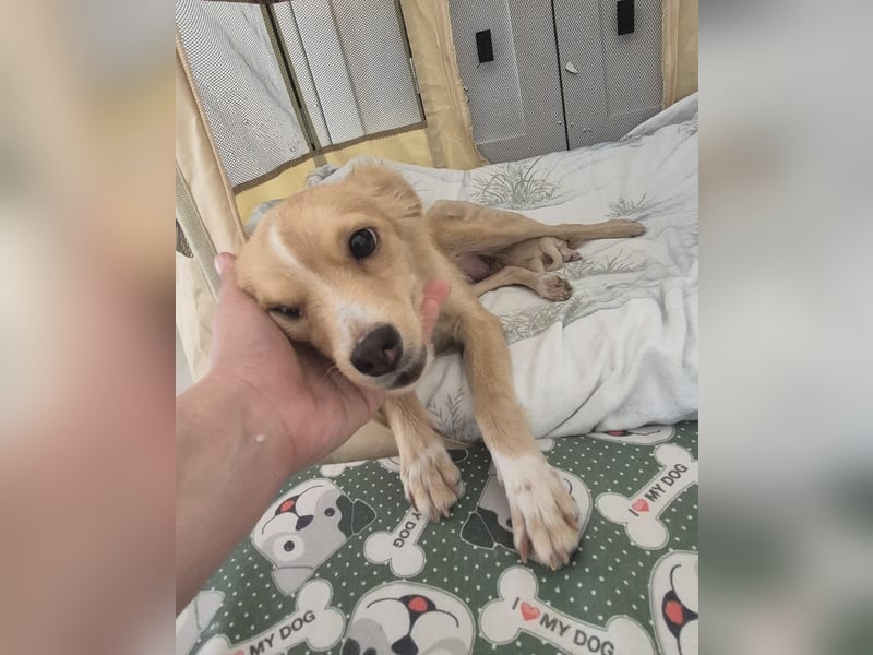 Wanda,Kleine Herzensbrecherin mit großem Mama-Herz sucht ihr Glück!