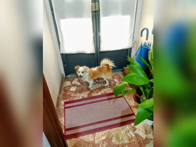 Lana ,kleine Herzenshündin mit fluffigen Öhrchen sucht dringend ihr Zuhause
